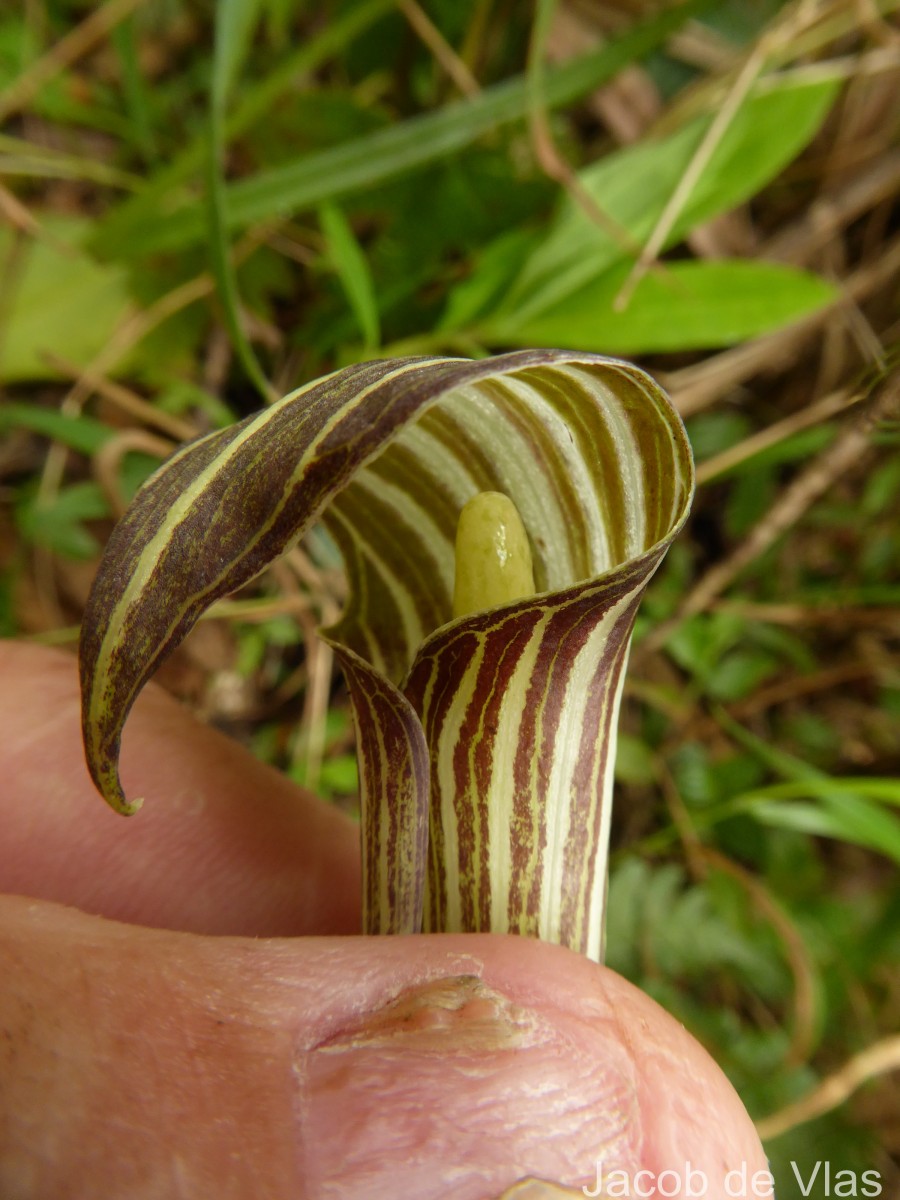 Arisaema leschenaultii Blume